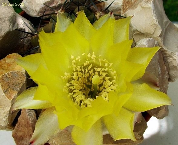 Acanthocalycium _glaucum P143_ (Echinopsis glaucina) _06